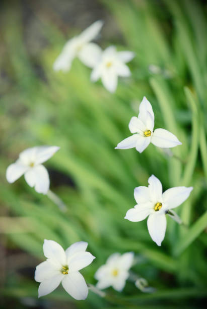 istock glory-of-the-snow flower in springtime. 671290766