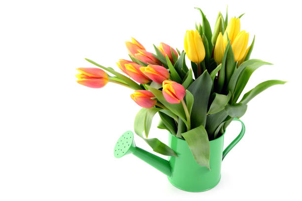 istock yellow red tulips in water can vase with copy space 671290796