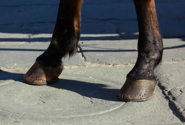 istock Horse hooves on the flagstones 671290936