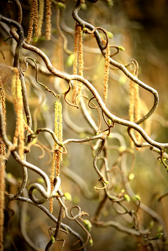 Hazel catkin in springtime.