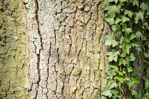 ivy climbing on oak tree bark.