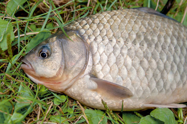 istock One crucian fish on green grass. 671291932
