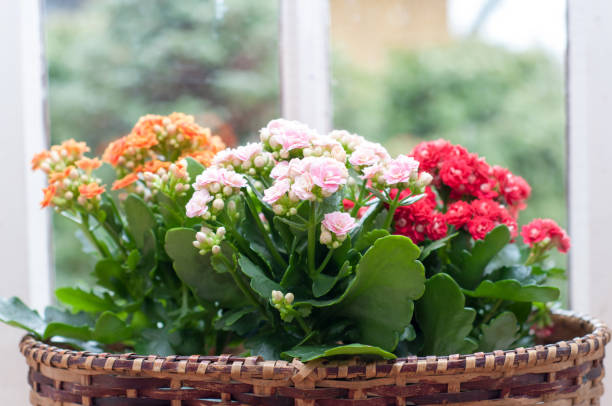 piękne kwiaty kalanchoe calandiva na parapecie - kalanchoe zdjęcia i obrazy z banku zdjęć