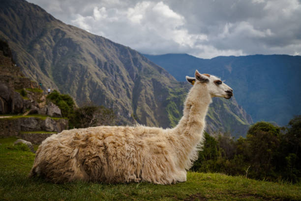 istock Machu picchu, Peru, South America 671295456