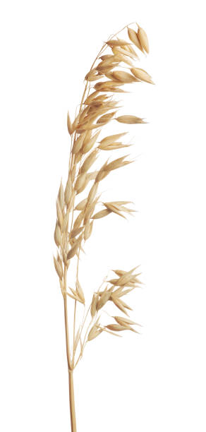 istock yellow isolated dry ear of oat 671298188