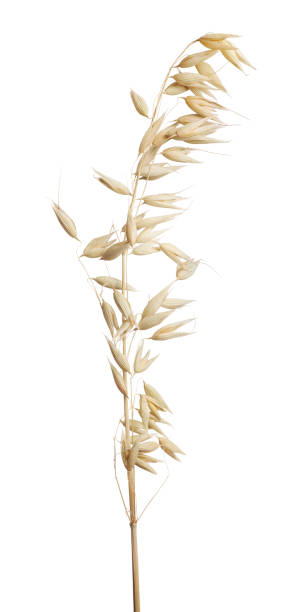 istock light isolated dry ear of oat 671298230