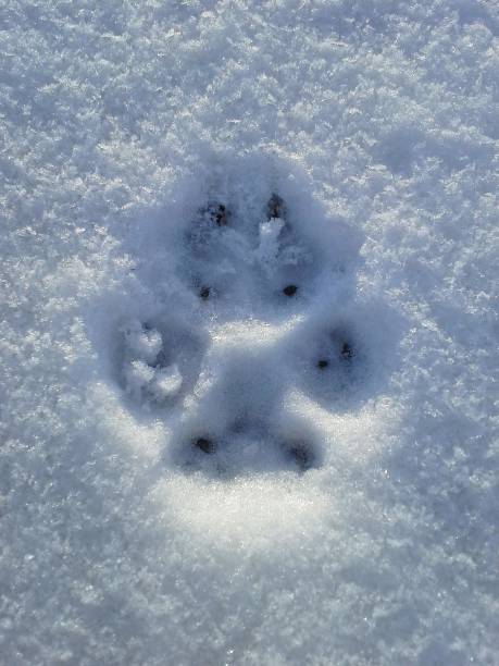 istock Dog's Pawprint in the Snow 671299082