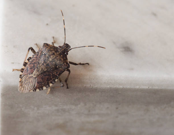 brown marmorated stink bug insect animal stock photo