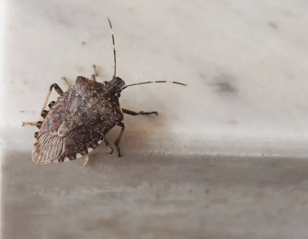 Brown marmorated stink bug (Halyomorpha halys) insect animal