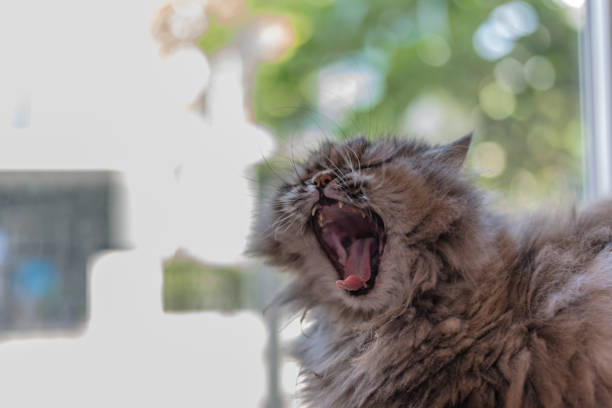 istock Beautiful Tabby Persian Cat yawn 671302656