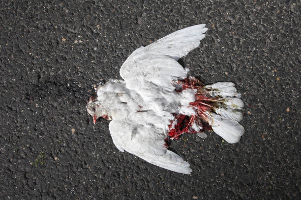останки мертвой птицы - accident animal bird animal body стоковые фото и изображения