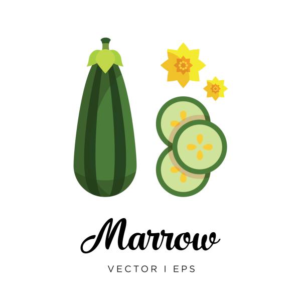 obraz edytowalny wektorowy szpiku w paski - zucchini vegetable squash marrow squash stock illustrations