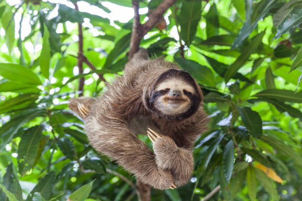 Sloth in Panama Sloth in Panama laziness stock pictures, royalty-free photos & images