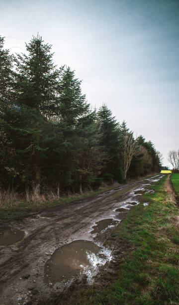 istock Muddy road into a pine forest in the field 671318184