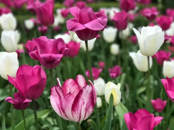 Dunsborough Park, Spring Tulips, Memories of Home. Ripley, Surrey, United Kingdom