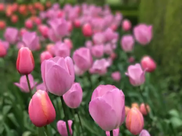 Dunsborough Park, Spring Tulips, Memories of Home. Ripley, Surrey, United Kingdom