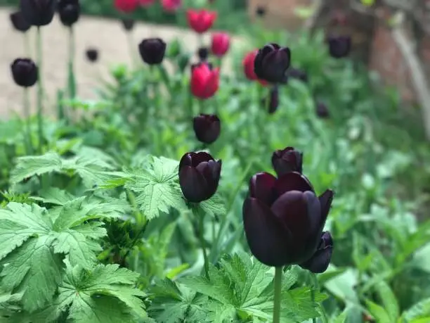 Dunsborough Park, Spring Tulips, Memories of Home. Ripley, Surrey, United Kingdom
