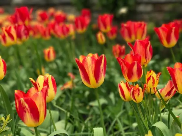 Dunsborough Park, Spring Tulips, Memories of Home. Ripley, Surrey, United Kingdom