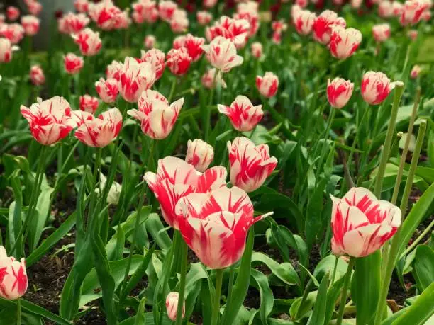 Dunsborough Park, Spring Tulips, Memories of Home. Ripley, Surrey, United Kingdom