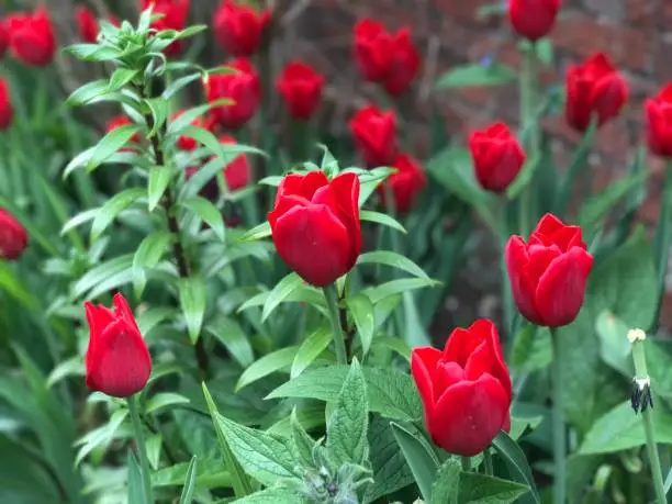 Dunsborough Park, Spring Tulips, Memories of Home. Ripley, Surrey, United Kingdom