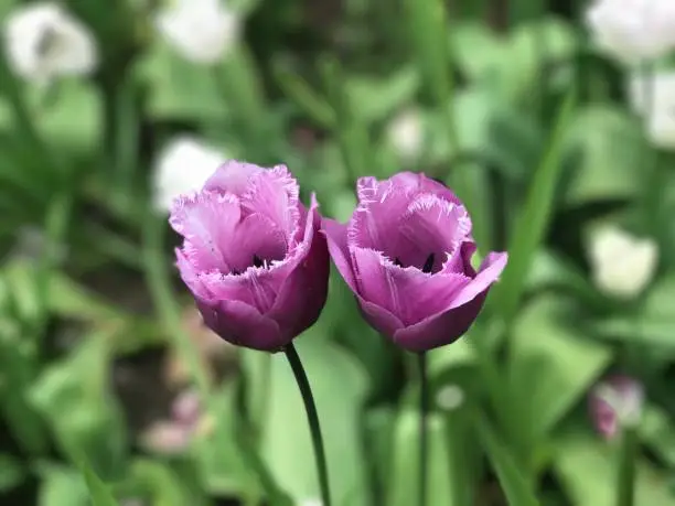 Dunsborough Park, Spring Tulips, Memories of Home. Ripley, Surrey, United Kingdom