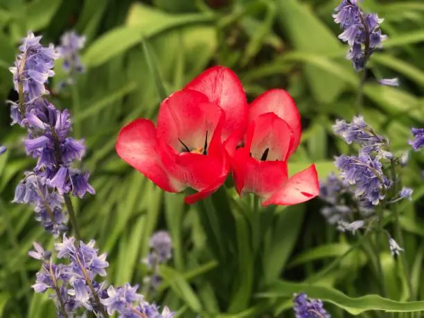 Dunsborough Park, Spring Tulips, Memories of Home. Ripley, Surrey, United Kingdom