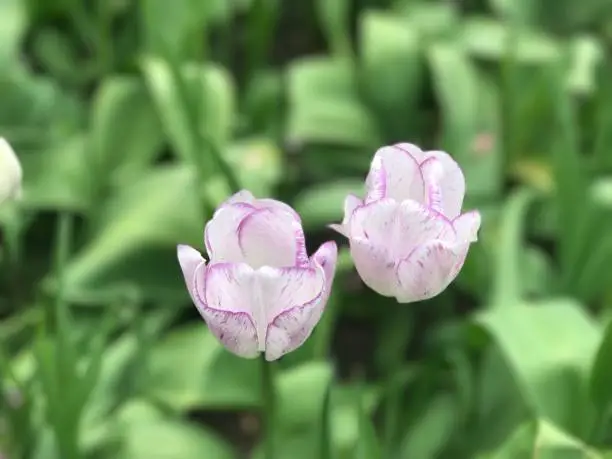 Dunsborough Park, Spring Tulips, Memories of Home. Ripley, Surrey, United Kingdom