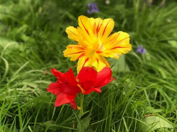 Dunsborough Park, Spring Tulips, Memories of Home. Ripley, Surrey, United Kingdom