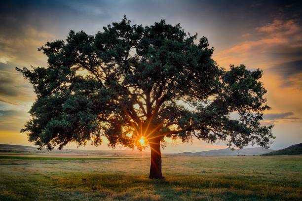 istock Lonely tree at sunrise in a meadow 671323534