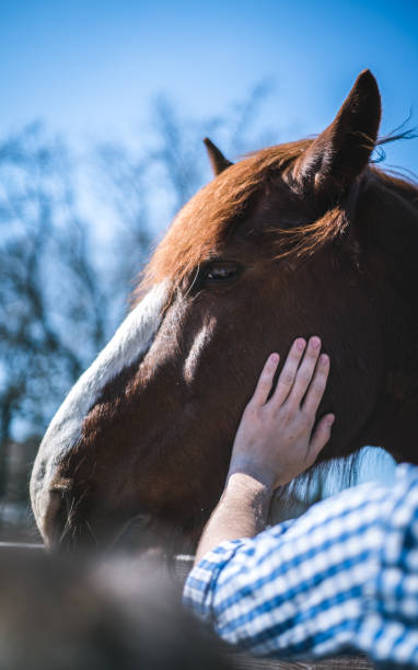 istock view from close on the horse 671323746