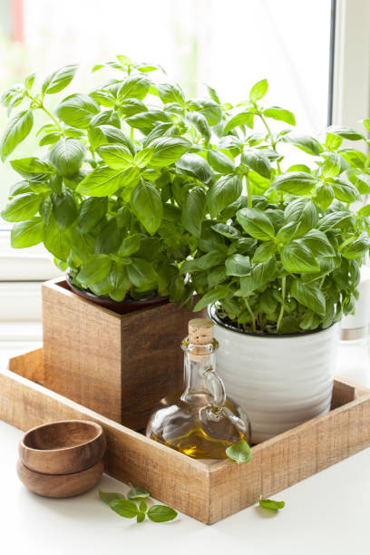 istock fresh basil herb in pot olive oil kitchen window 671327478