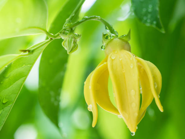 Ylang-ylang flower tree Closeup Ylang-ylang flower with green leaf background after rain ylang ylang stock pictures, royalty-free photos & images