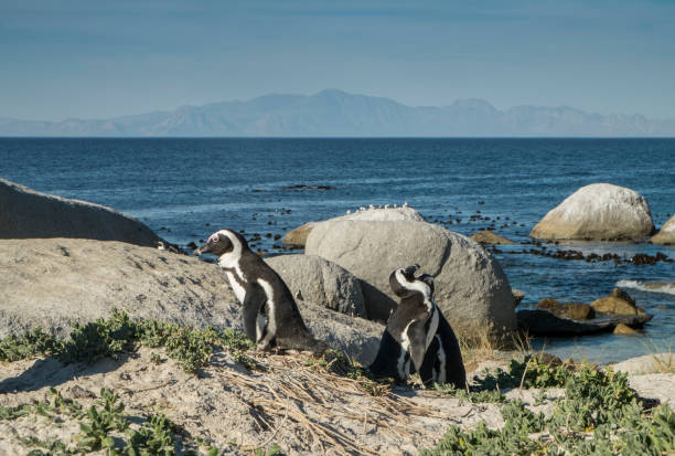 istock Penguins beach in cape town 671331876