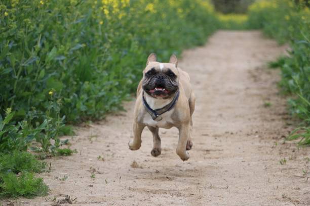 istock running french bulldog 671334630