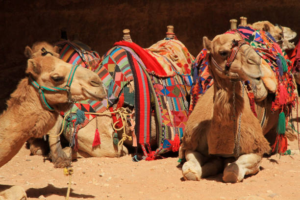 istock Camels in Petra 671334978