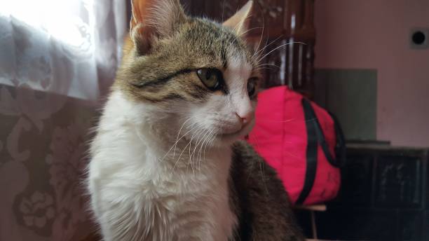 istock Portrait of cat 671337942