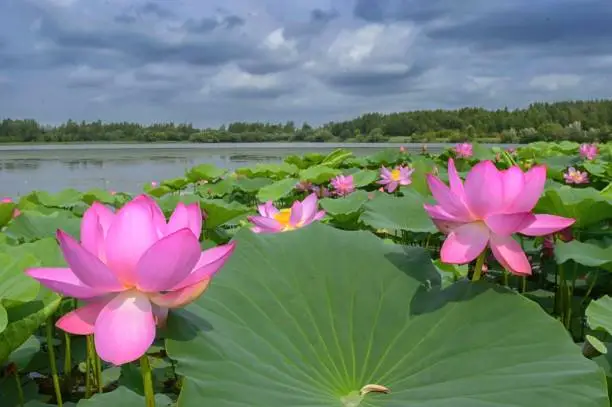 Photo of Lotus pond befor a storm