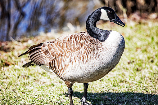 Canada goose walking in the grass at Mount Tom State Park in Connecticut