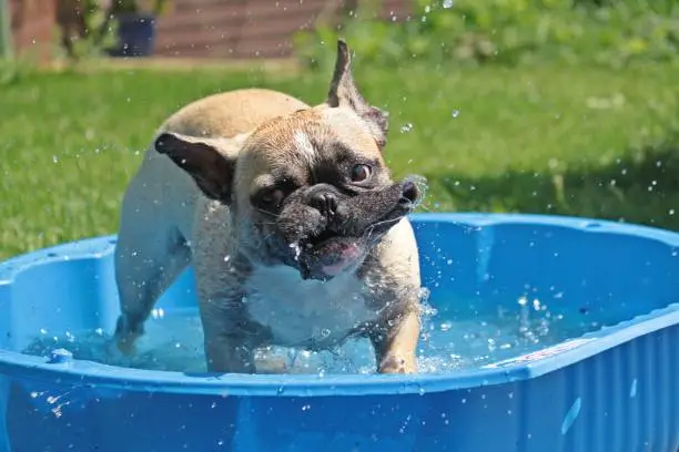 a french bulldog is shaking water in the pool
