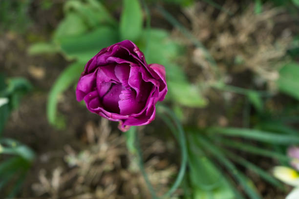 istock Purple Tulip from above 671338968