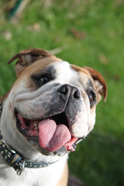istock english bulldog portrait 671340040