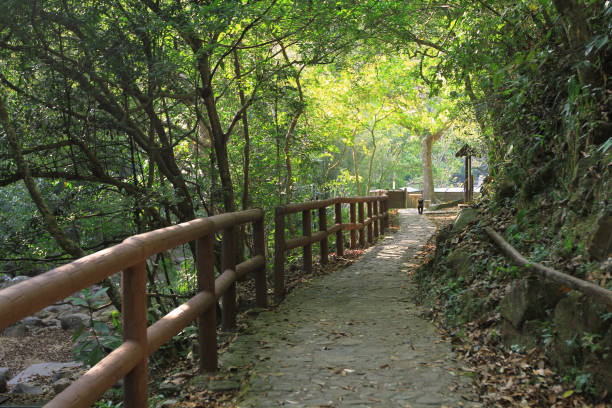 the Tai Po Kau Nature Reserve at 2011