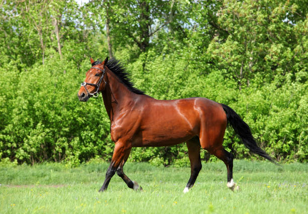 istock Purebred horse galloping in meadow 671342494