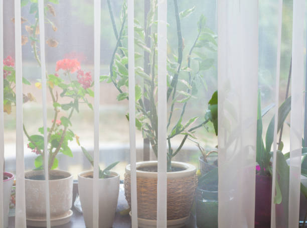 istock Pot flowers on the windowsill 671345900