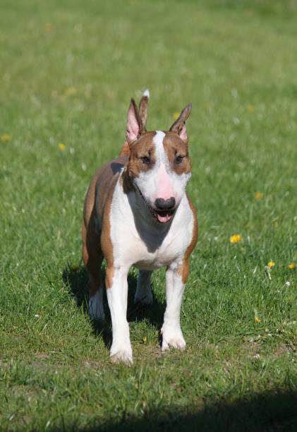 istock bull terrier in the garden 671345960