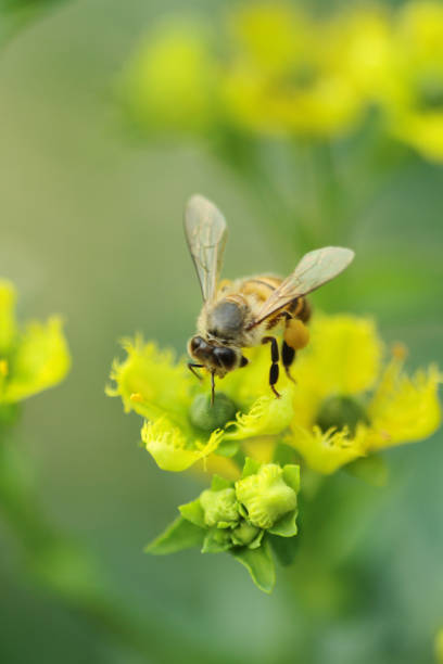 istock yellow flower and bee at sai kung 671348196