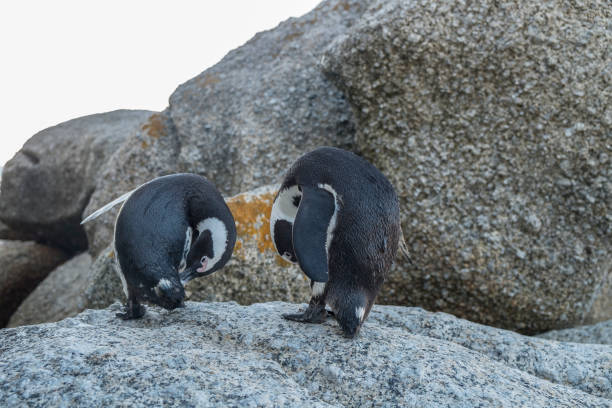 istock Penguins beach in cape town 671352606