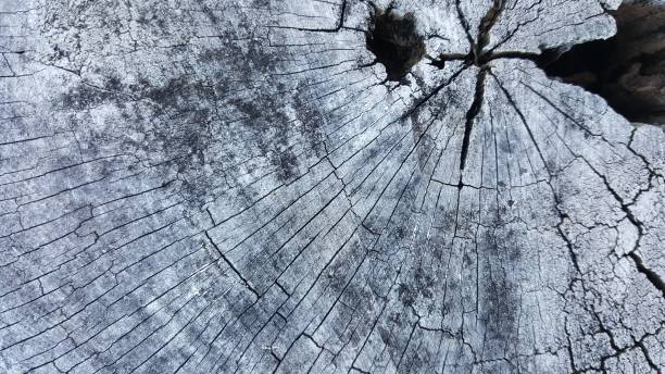 istock Texture of old tree stump with cracks and hole 671352762