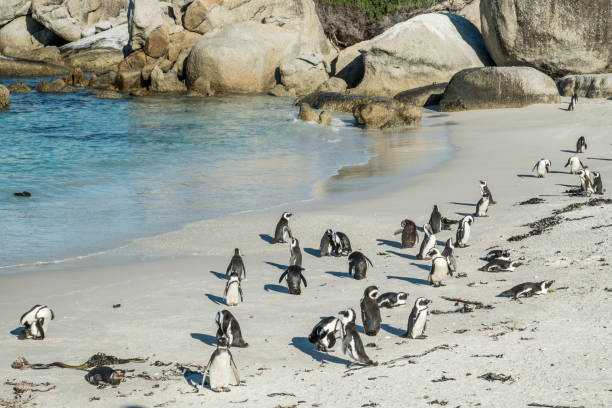istock Penguins beach in cape town 671353878
