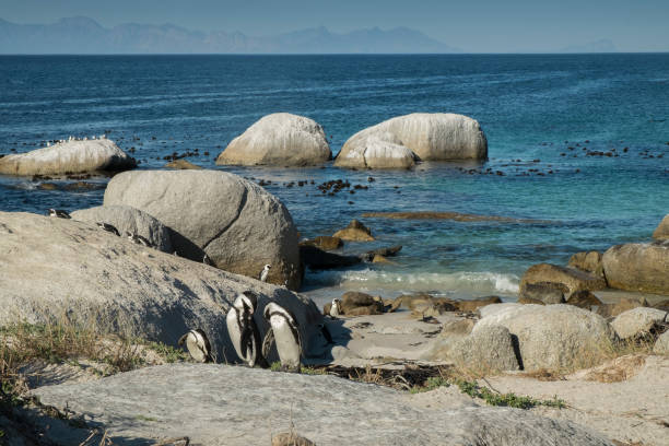 istock Penguins beach in cape town 671356650